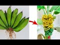 100% you will love this | Growing a banana tree from a bunch of bananas for beginners