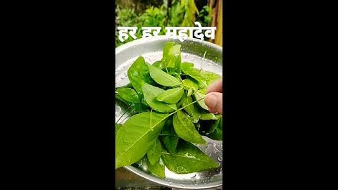 बेलपत्र का पीछे की गांठ को तोड़ कर ही शिवलिंग पर चढ़ाएं #shortsyoutube #video #viral