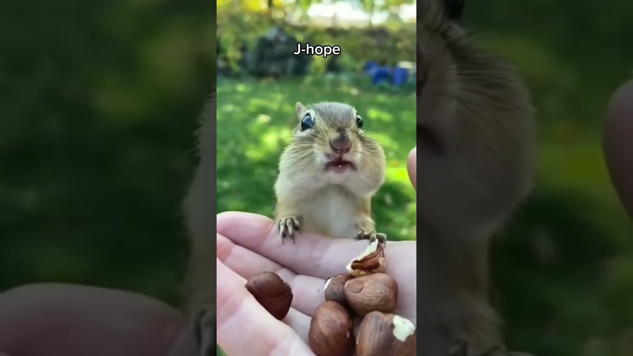 Animal🧸 version introduction of BTS members 