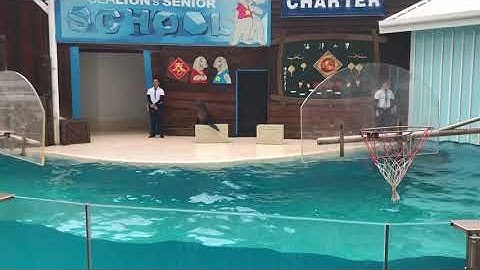 Hải cẩu biểu diễn chơi bóng rổ