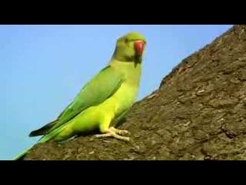 bbc2---the-great-british-parakeet-invasion