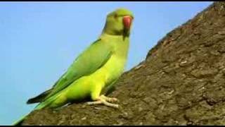 Bbc2 - The Great British Parakeet Invasion