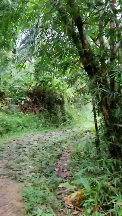 Backsound Suara Burung#backsound #shorts