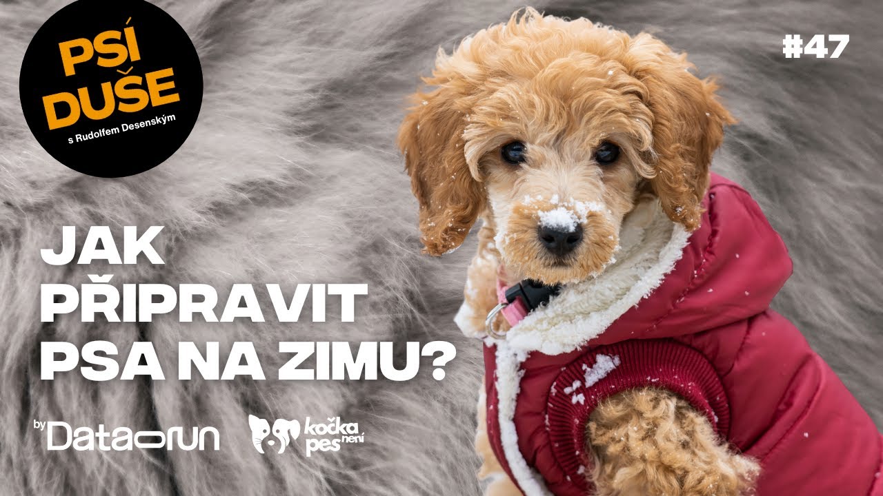 Pes topí pohybem. Nepřehánějte to s oblečky! | Psí duše #47