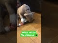 American Bully Puppy 🎁 Getting The Hang of Things 🎁