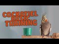 Cockatiel training : Basic approach (beginner stage)