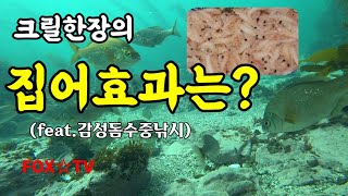 감성돔수중낚시/크릴한장의 집어효과는?FOX☆TV