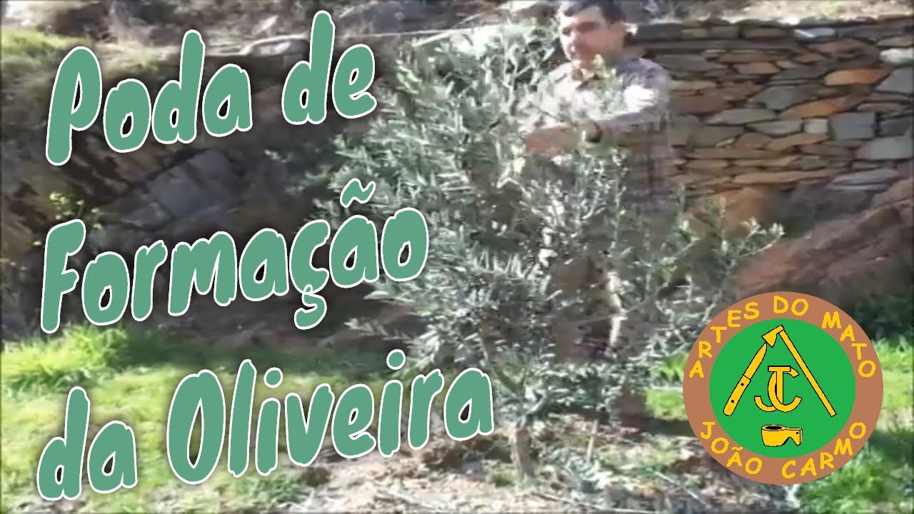 #Poda de formação da #Oliveira