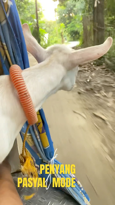 Papasyal po😱 #highlights #babyanimal #goat #kid #goatvideos