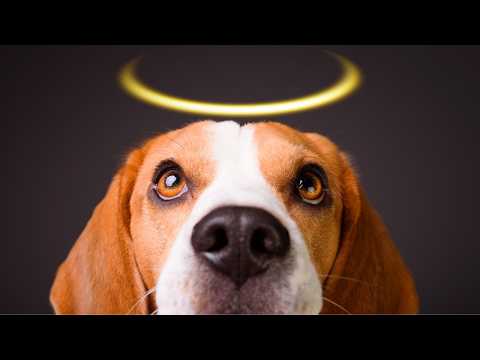 Losing Your Dog at Home, A Gentle Guide Through the Next Steps