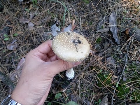 Видео: Как да идентифицираме далекоизточната мухоморка или Amanita Ceesareoides