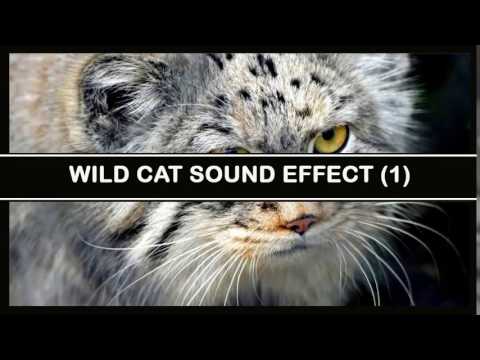 Vegan cat meme Sound Effect Vegan cat meme sound effect download