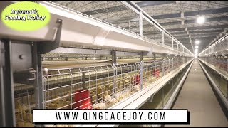 What's the H frame automatic broiler cage system？