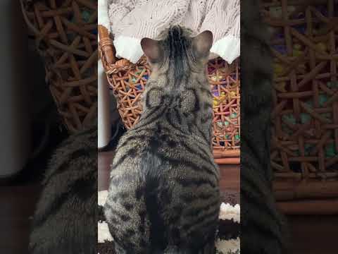 The little bow ๐๐ฅน I canโt unsee it now #cat #cats #kitten #kittens @annapigney