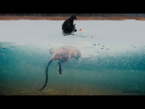 Ондатра зажигает жерлицы! Подводная съёмка.