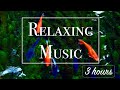 Goldfish 3 Hours Relaxing Lo Fi Music BGM For Work And Study Goldfish 3 Hours Relaxing Lo Fi Music BGM For Work And Study