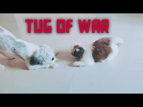 Funny dog video Lhasa Apso and Shih Tzu TUG OF WAR