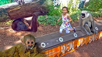 Apenheul Primate Park