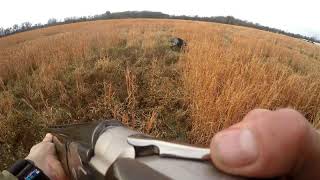 Pepper the Pointer - Seven Month Old German Shorthair Grabs a non Flying Quail by Tekhed454 43 views 3 years ago 52 seconds