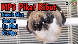 Kicauan Burung Ribut Untuk Pikat Jogjog Hutan,Cendet,Cucak Ijomin,Kutilang Emas