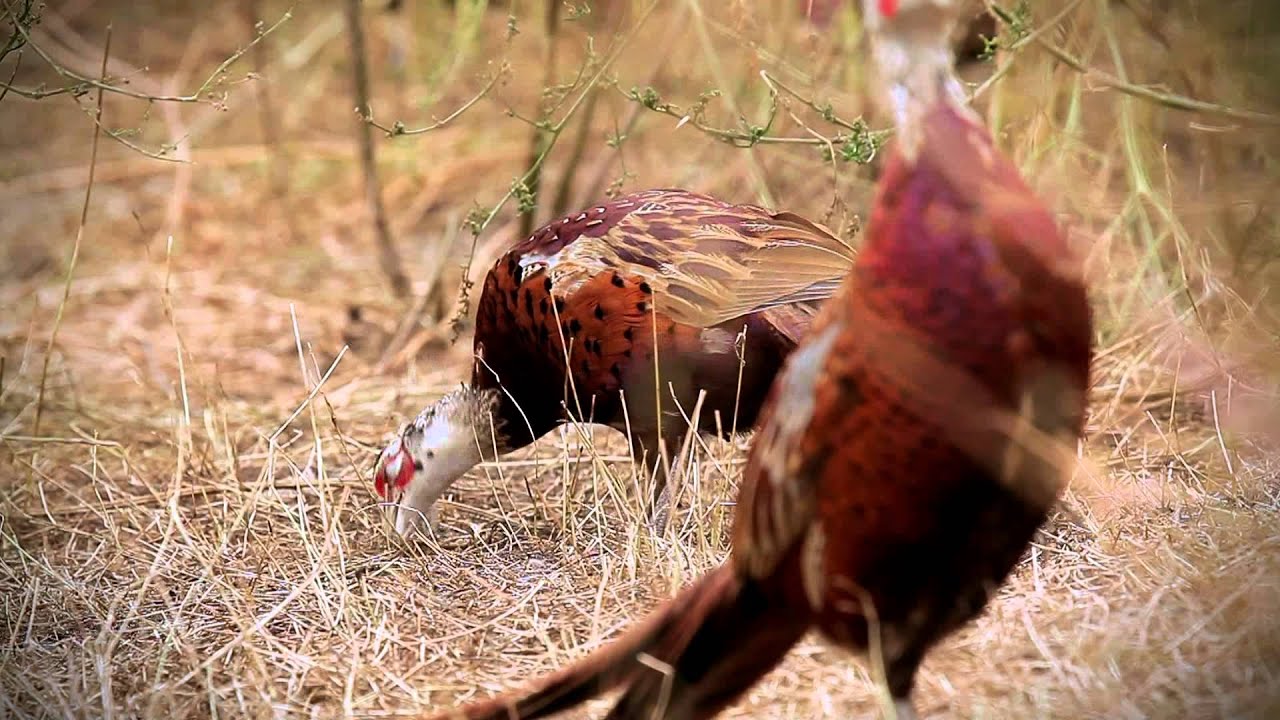 Tajemnice Kniei, odc. 3: Bażant i Kuropatwa. Walka o przeżycie