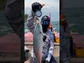 Mancing ikan besar haru bawa ini