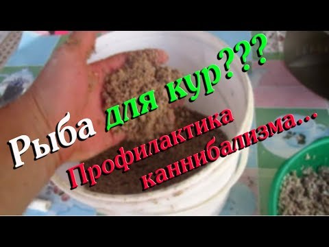 РЫБА ДЛЯ КУР??????//ПРОФИЛАКТИКА КАННИБАЛИЗМА