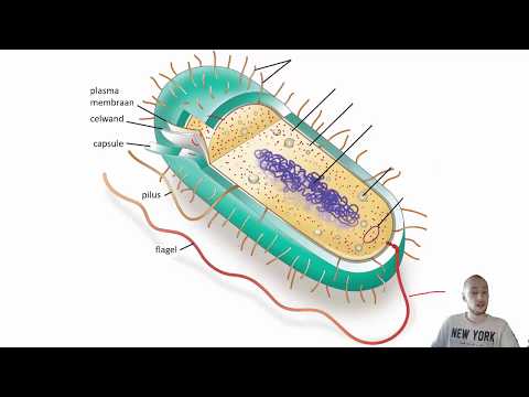 Prokaryote cellen