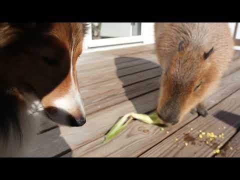 Capybara Eats More Corn on the Cob