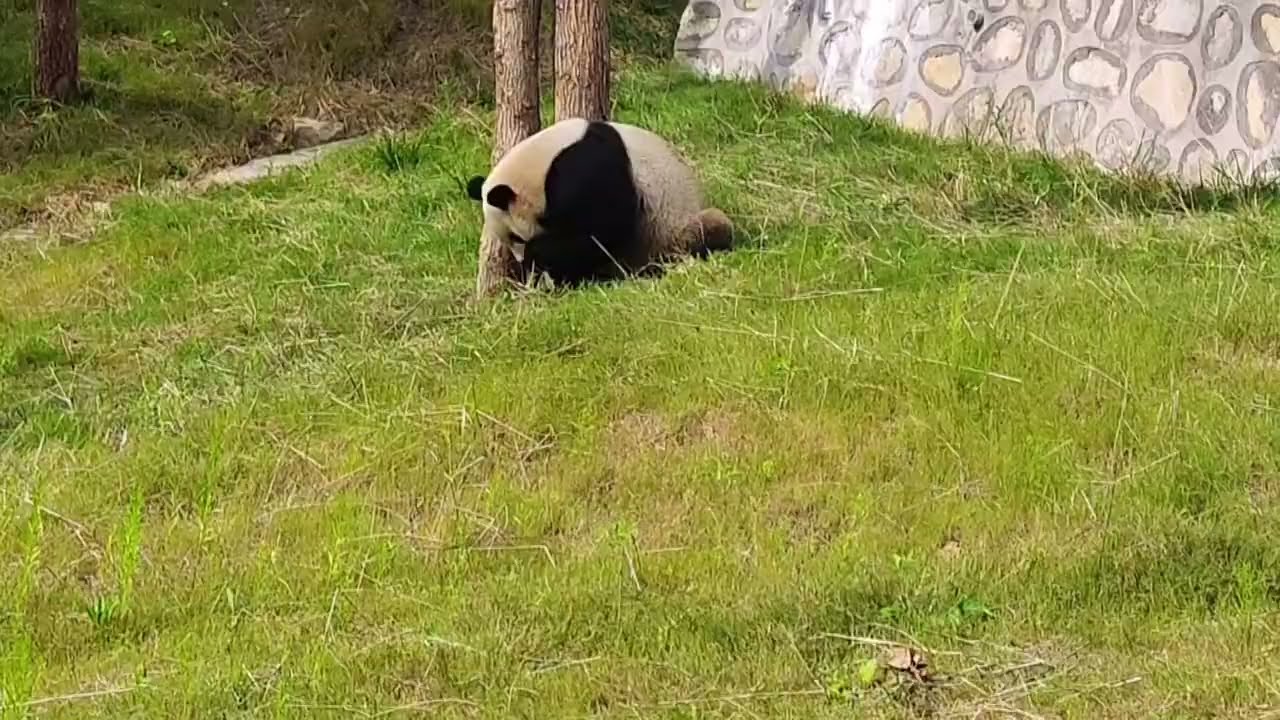 中国呪具】「西安（サイアン）」——願いを叶える金運パンダ （あなたの 