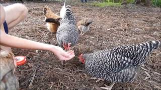 About Barred Plymouth Rock hens for backyard pets and flocks