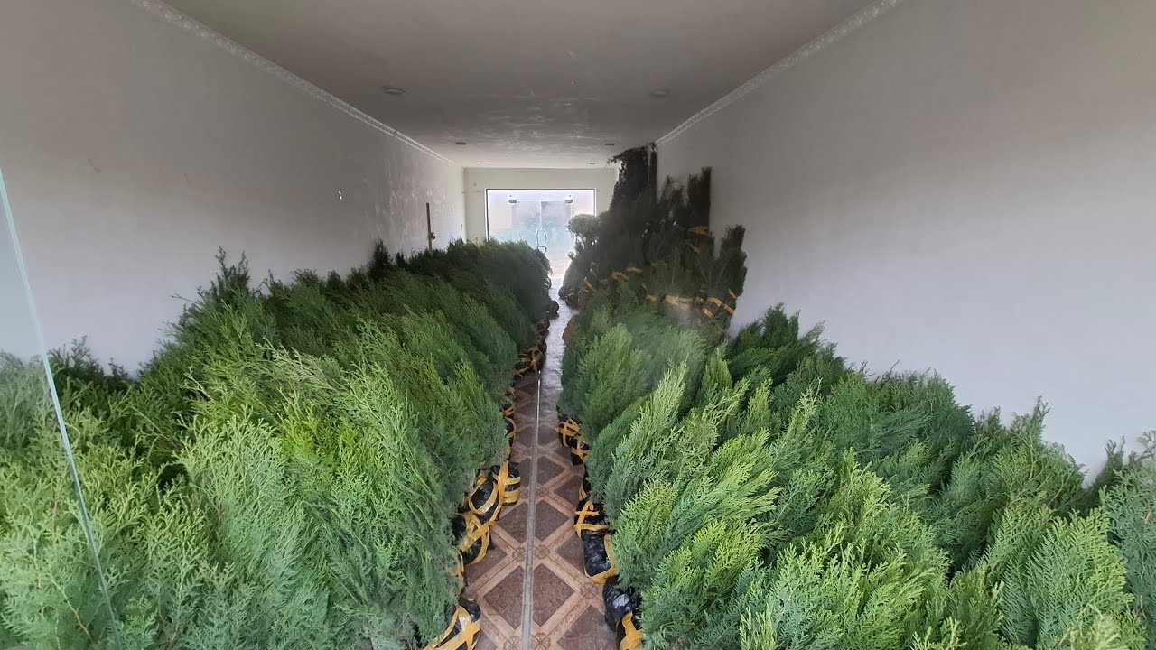 27.02.2026 ARCHA NALCHA NARXLARI TOʻRTKOʻL DEHQON BOZORI