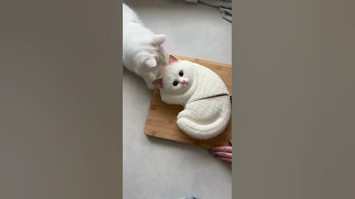 Video 11841381: turkish angora cat, cat reaction, cute cat, pets