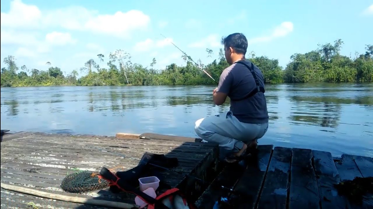 Mancing Ikan Kelabau Sungai Jelai Kalimantan #PART1