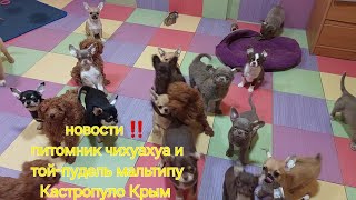 куда мы пропали ‼️🤟 новости питомник чихуахуа и той-пудель мальтипу Кастропуло Крым