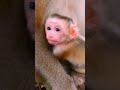 Congratulations to Joyce on successfully giving birth to her second child. #monkey #animals #cute