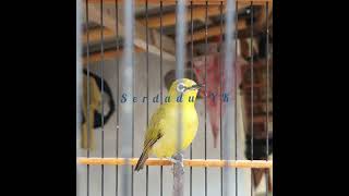 Pleci Alexis  Nembak  Serdadu Yk 