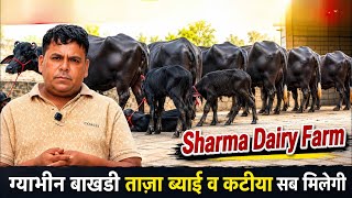5 की ग्याभीन 8 किलो दुध  बाखड़ी, ताज़ा ब्याई और कटिया एक ही जगह | Sharma Dairy Farm ✅