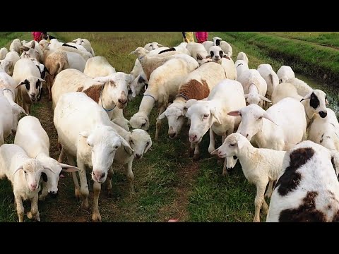 RATUSAN KAMBING JOGET - CACA MARICA ADA DI POHON WARU 🌲