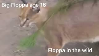 Sad life story of Big Floppa