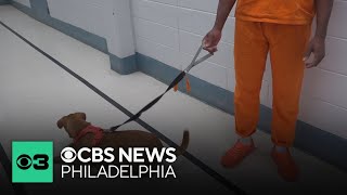 Inmates in Delaware County prepare for life after jail by training rescue dogs