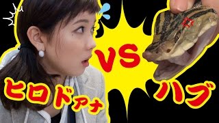 ひよこアナヒロド歩美VS毒蛇ハブ 【1ヶ月でPV10万回を目指せ】 ヒロド歩美アナウンサー 検索動画26 ひよこアナヒロド歩美VS毒蛇ハブ 【1ヶ月でPV10万回を目指せ】 ヒロド歩美アナウンサー 検索動画 26
