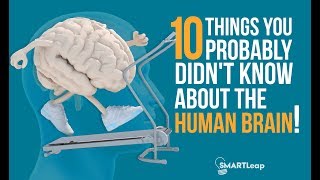 10 Interesting Facts About the Human Brain