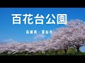 百花台公園の桜/長崎県雲仙市/満開の桜並木