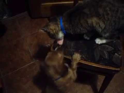 Кот прикольно кормит спасённого щенка/Необычная дружба щенка и кота/Funny Videos