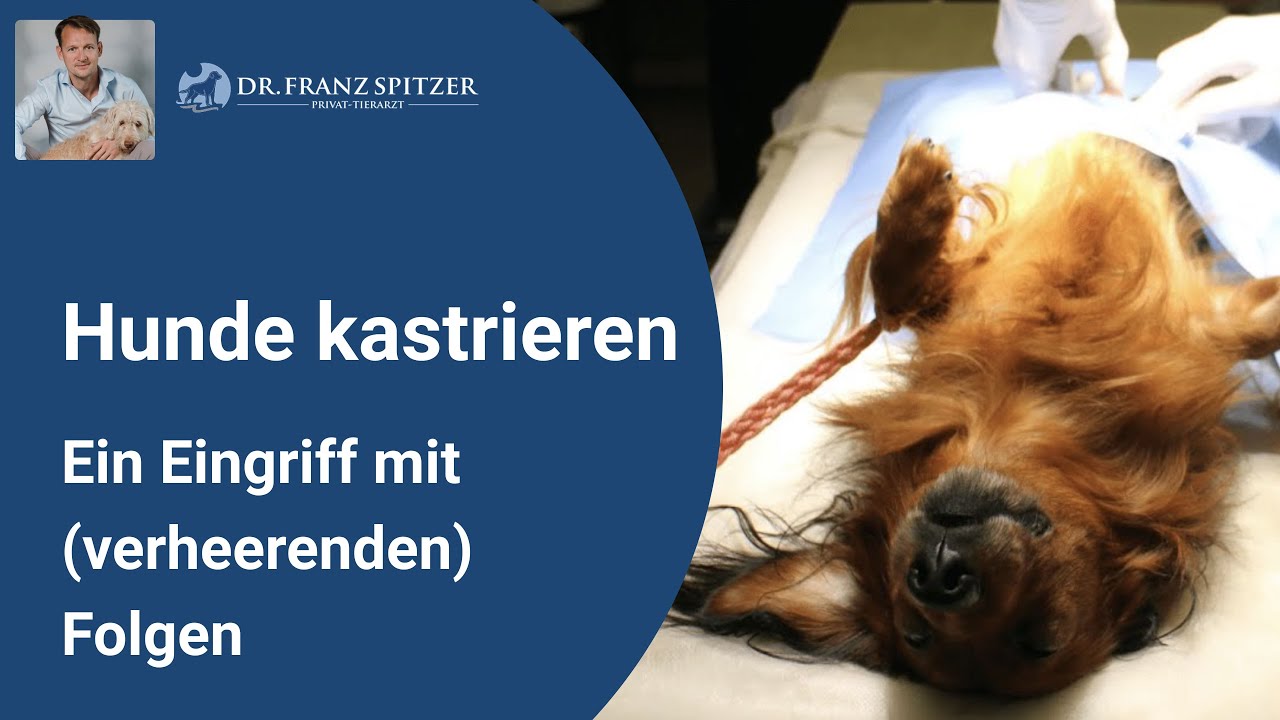 Hund Verstaerkter Harndrang Kastration beim Hund - ein Eingriff mit (ungeahnten) Folgen - YouTube