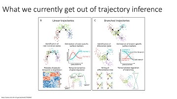 MCB 182 Lecture 9.13 - scRNA-seq applications (trajectory inference, visualization)