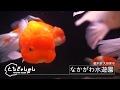 なかがわ水遊園｜大田原市｜栃木県｜とちぎのしゅし