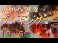 【金魚】東錦ランキング10位〜6位