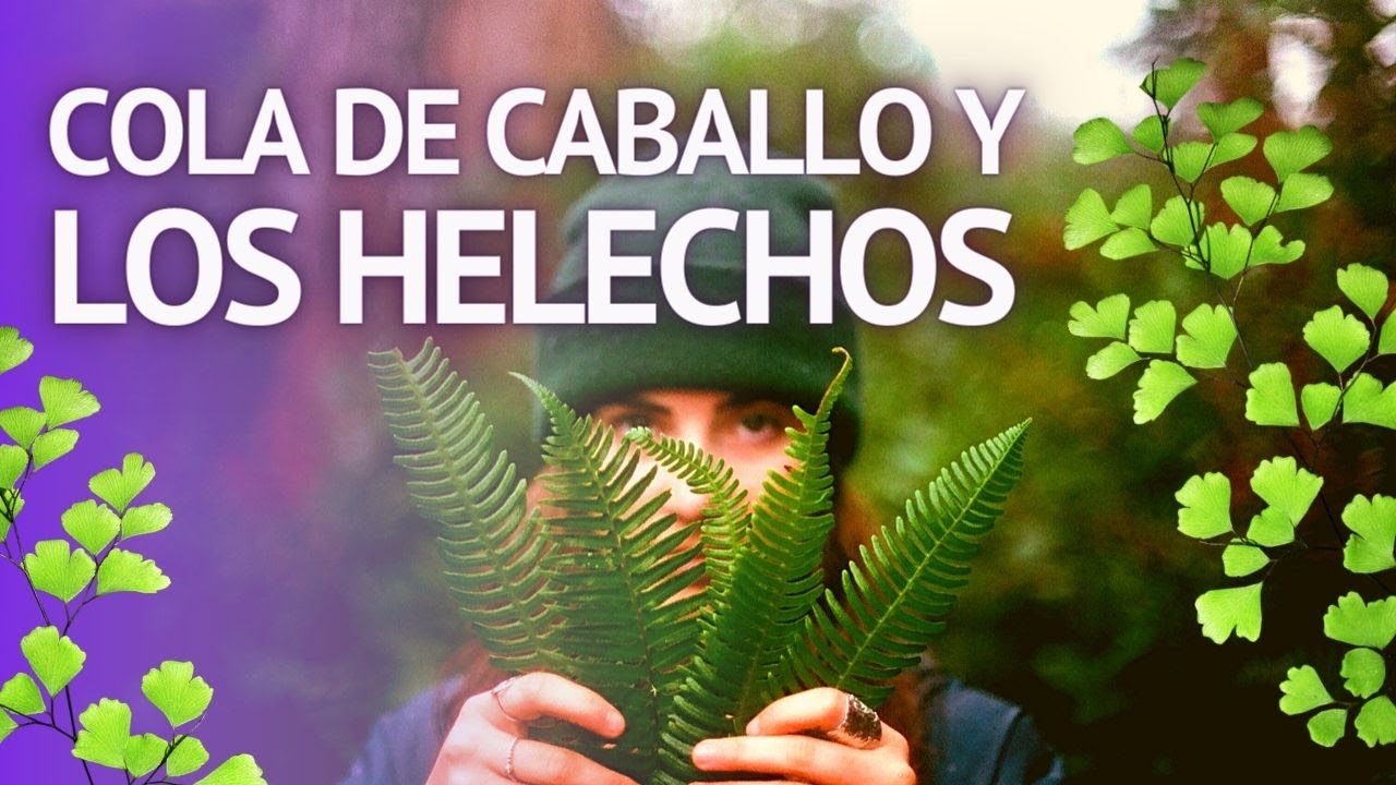 USO MEDICINAL Y MÁGICO DE LOS HELECHOS y COLA DE CABALLO(Dryopteris